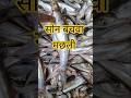 सोन बचवा मछली नदी की राजा मछली होती हैं, जिसकी मांश मे हिरा जैसे स्वाद हैं | Fish Market #shorts