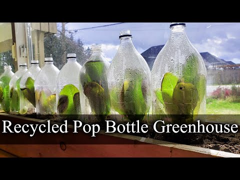منی انڈور گرین ہاؤسز بنانے کے لیے پاپ بوتلوں کی ری سائیکلنگ
