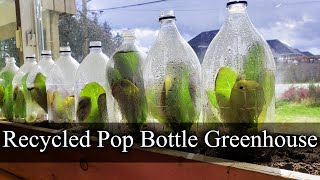 Recycling Pop Bottles To Make Mini Indoor Greenhouses