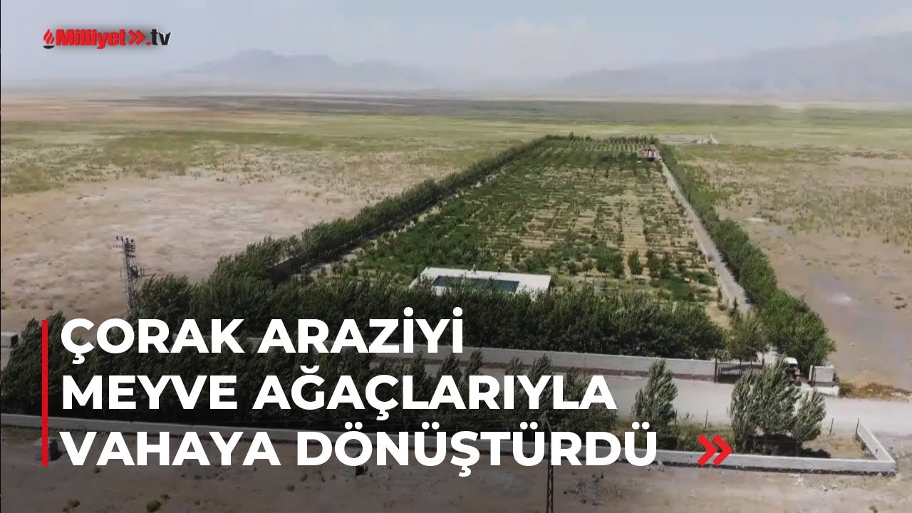 Çorak araziyi meyve ağaçlarıyla vahaya dönüştürdü
