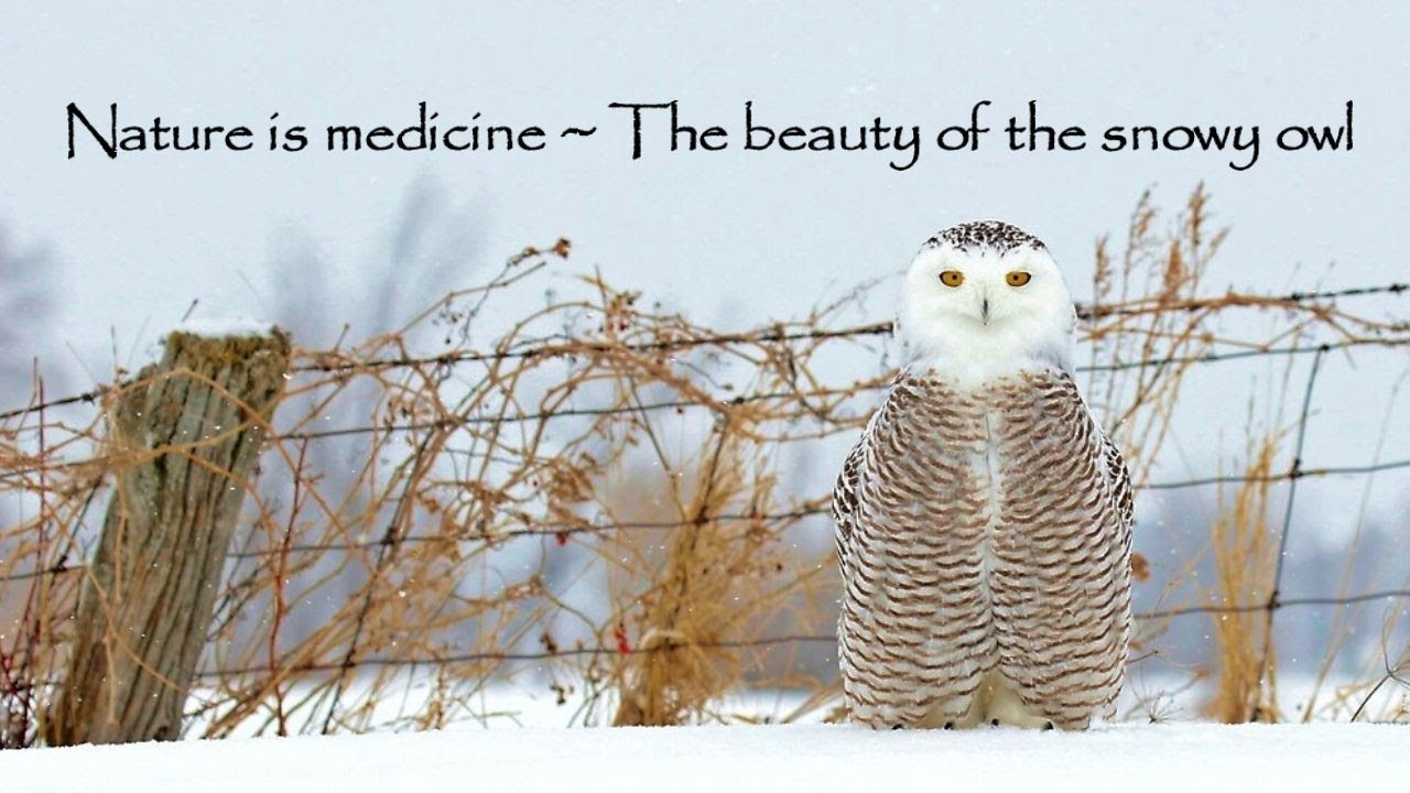 The beauty of the snowy owl - YouTube
