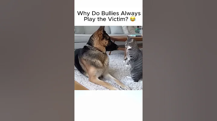 Video 11757431: american shorthair, cat german, cat gently, cats dogs