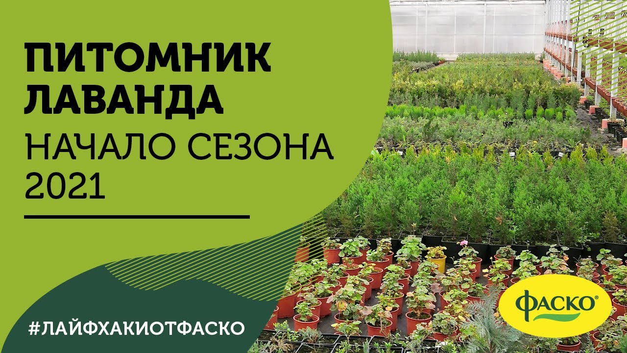 Питомник немцево белгородская область. Огород на даче. Плодопитомник нижний новгород. Томский садовый питомник. Садовый центр св сад неклюдово.