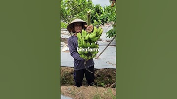Cắt buồng chuối      #bienfarm #farming #guava