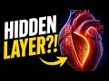 Scientists Just Discovered a Hidden Layer in Your Heart #HeartAnatomy#HumanHeart#HeartLayers