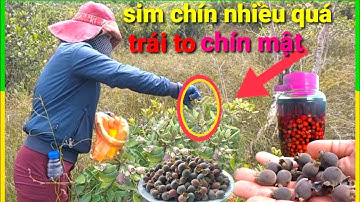 vào rừng hái sim chín /cách ngâm rượu sim thơm lừng tập 3 @hoangtrieuphuc2
