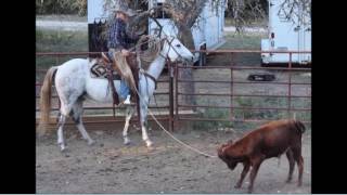 Rooster roping and working cattle SOLD