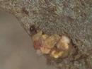 Caddisflies