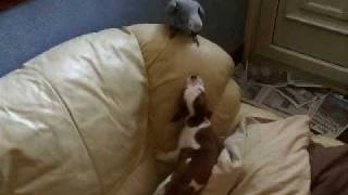 African Grey Vs Staffordshire Bull Puppy... Round 1