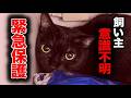【保護猫】恐怖でちゅ〜るも食べなかった猫が…たった1週間でこうなりました