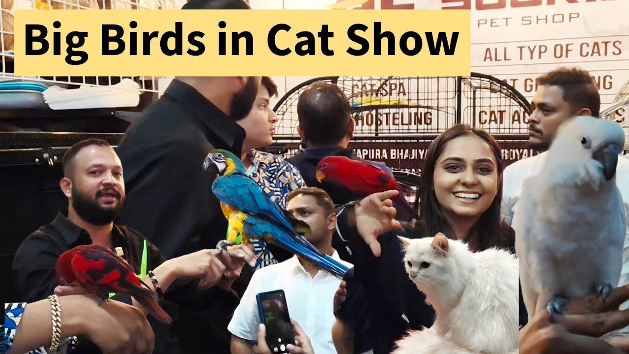 Big Birds at Cat Show 2025 Ahmedabad | Al Sugra Stall Visit | Veterinary Hospital and other stalls 