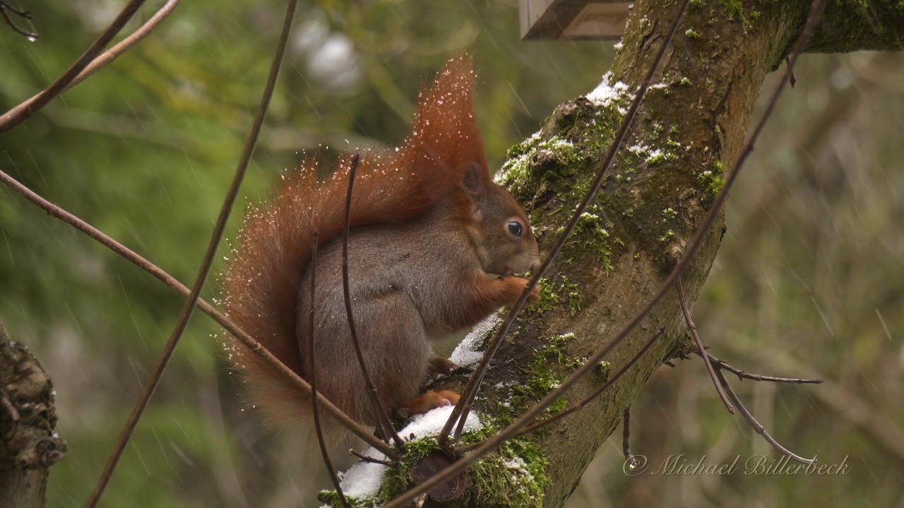 Red Squirrel or Eurasian Red Squirrel (Sciurus vulgaris)