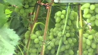 видео Сорт винограда Августин. Описание, Фото+ВИДЕО