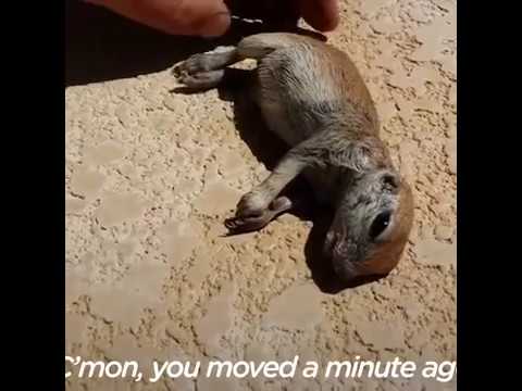 Quand Cet Homme A Vu Ce Bebe Chien De Prairie Se Noyer Dans Sa Piscine Wow Youtube