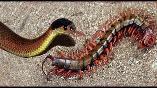 قتال حتى الموت بين ام اربعة و اربعين و ثعبان | Giant Centipede Vs Snake