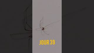Jour 39 Répétitions De Gestes, Rythme Et Grosse Araignée