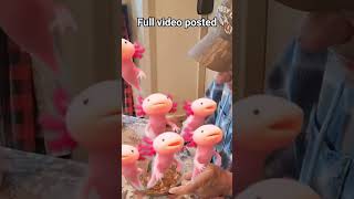 yummy! axolotls