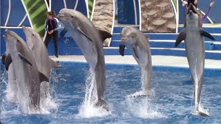 Dolphin Days (Full Show)  SeaWorld San Diego  February 1, 2022