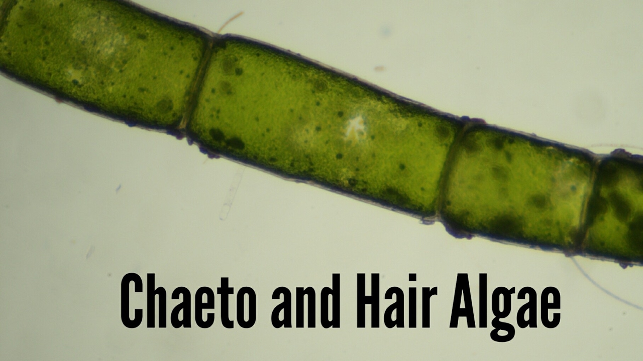 Hair Algae Microscope