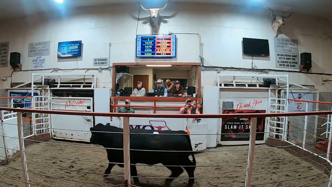 101219 TopSelling Breeding Bull 2,650 Thank You Spalding Cattle YouTube