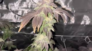 End of Week 9 Flower!! Gg4 x Runtz