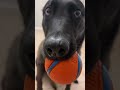 Pastor Belga Malinois #dog #pets