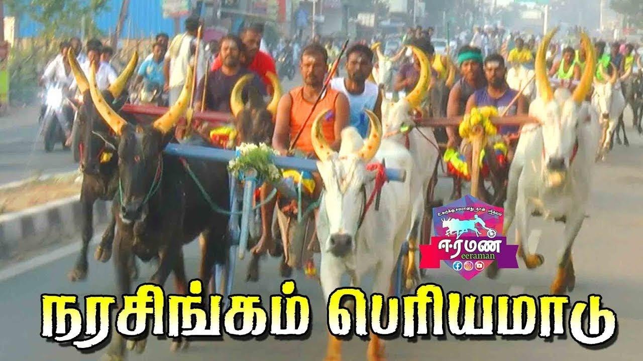 மதுரை நரசிங்கம் பெரியமாடு 1 லட்சம் பந்தயம் 