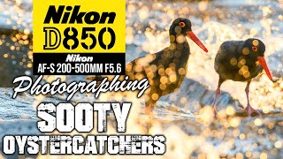 Nikon D850 | Photographing Sooty Oystercatchers