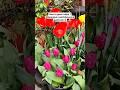 How to grow tulips 🌷❤️ #trendingshorts #gardening #tamilshorts #tulips
