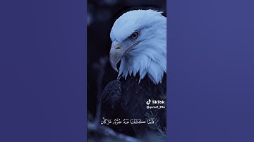 #القرآن_الكريم #تلاوة_هادئة #تلاوة_خاشعة #عبدالرحمن_مسعد #اكسبلور