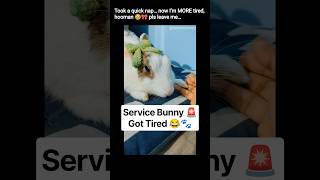 On-duty🚨 service bunny requires immediate nap 😂🐾#ytshorts #shorts #bunny #rabbit #funnybunny #pets