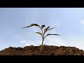 How tomatoes grow in time lapse over 16 weeks seed germination side shoot propagation tomato