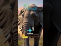 Elephants use names to call each other across the savanna!