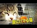 水戸道楽TV 猫のまとめ