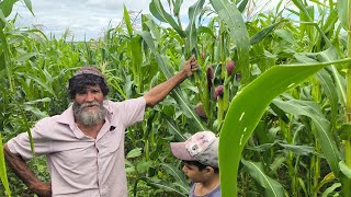 O VAQUEIRO HERMANO MOSTRA OS 25 HECTARES DE MILHO DA FAZENDA É UM PARTIDO DE MILHO MUITO BONITO