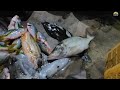 NIGHT SPEARFISHING EPISODE 189| FISH HUNTING AT NIGHT 