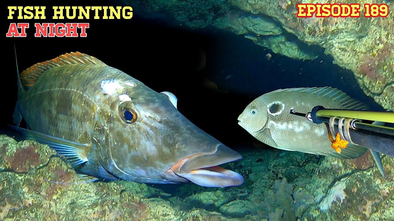 NIGHT SPEARFISHING EPISODE 189| FISH HUNTING AT NIGHT 