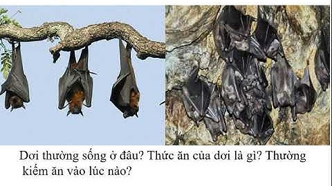 Tuần 23. Bài 48- 49: Đa dạng của lớp Thú: Bộ Thú huyệt, bộ Thú túi, Bộ Dơi và bộ Cá voi