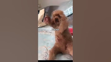 Funny animals dancing noob vs god #funny #animal #noob #pro #hacker