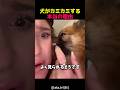 犬がカミカミする本当の理由