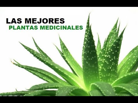 20 Plantas Medicinales Y Sus Beneficios Youtube