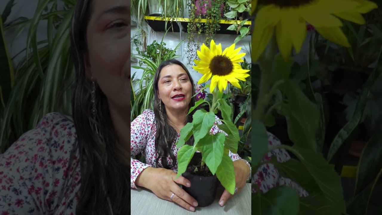 Cultiva girasoles en casa, Pocos saben como hacerlo 