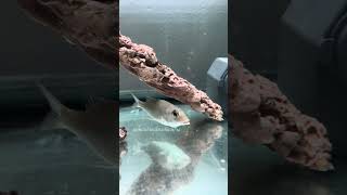 ปลาเเกงร้อนเเรงจริงๆ #เลี้ยงปลาทะเล #exoticaquariumfish #สัตว์โลกน่ารัก