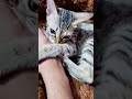 This kitty's got a bad cattitude #cat #youtubeshorts #funnycats #meowgical #kittytv#ytshorts #travel
