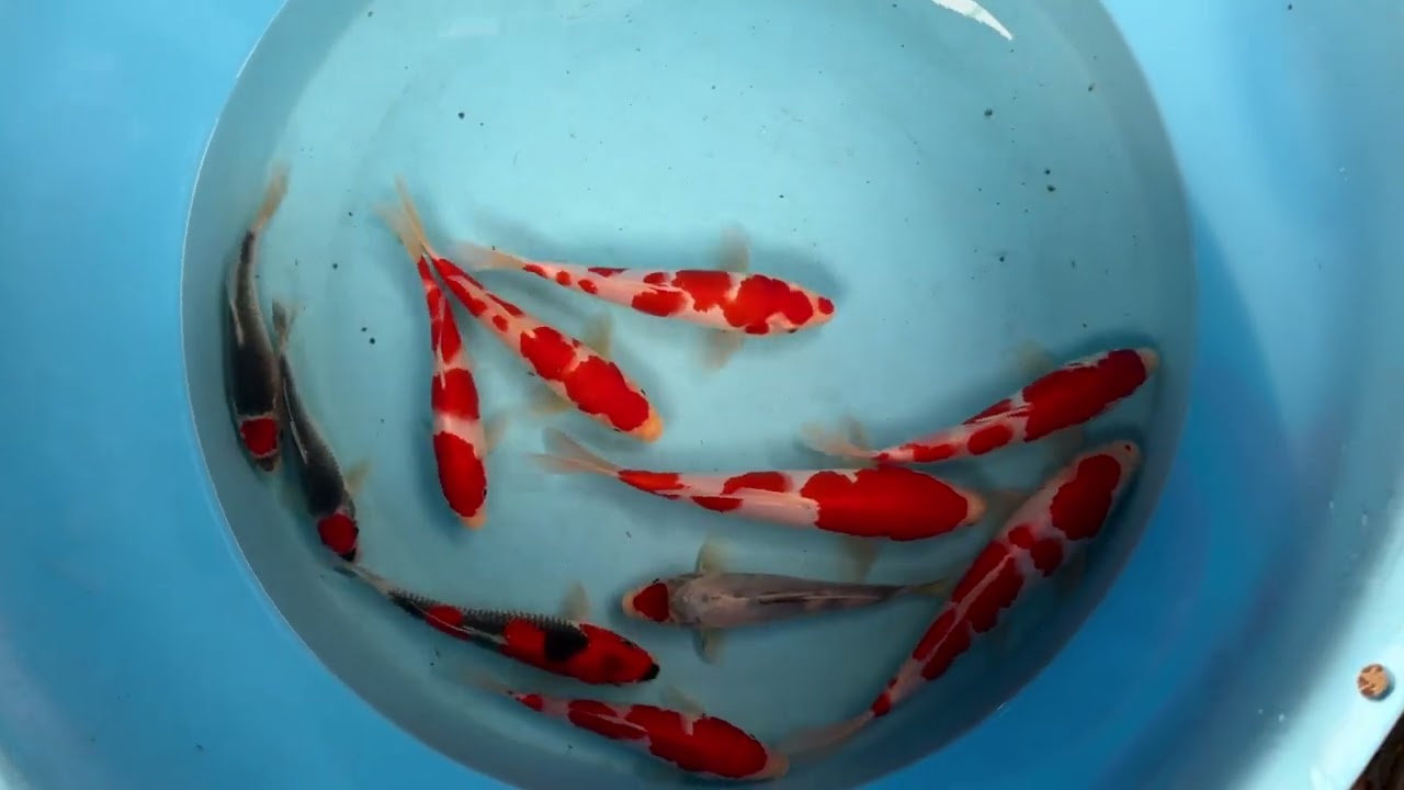 錦鯉 かのう 鯉の見沼