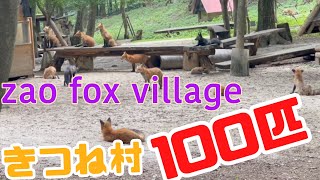 100匹以上いるきつねが間近で見れます / 宮城蔵王きつね村 / zao fox village / japan