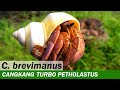 Kelomang Coenobita Brevimanus dengan Cangkang Turbo Petholatus | Relaxing Video | Crabpedia
