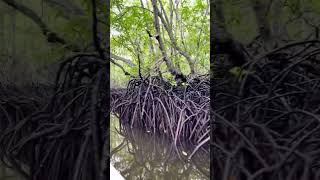 Mangrove forest at Nusa Lembongan island.