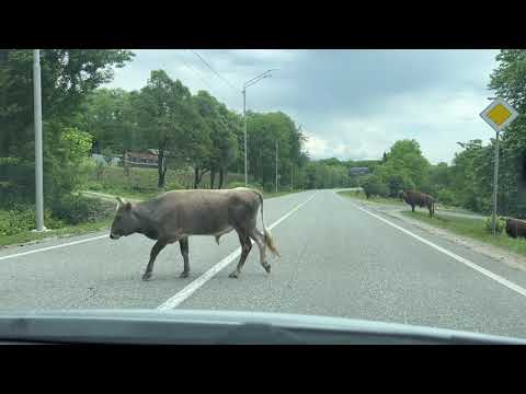 Видео: Абхазия 16 05.2024 Граница. Обзор дорог и поговорим на ваши вопросы