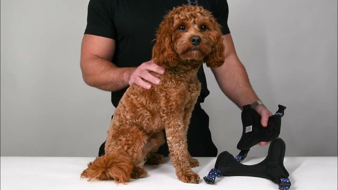 How To Fit A Dog Harness From Bailey And Coco YouTube